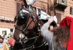 IVREA - I cavalli del carnevale visitati dagli studenti veterinari