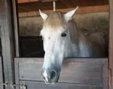 IVREA - La storia triste di Apollo, il cavallo che rischia di tornare al suo aguzzino