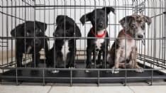 LOCKDOWN - USA: boom di adozioni di cani e gatti