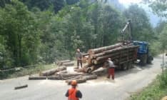 VALPRATO - Via le piante pericolanti dalla provinciale 47