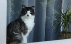 RIVAROLO CANAVESE - Appello per ritrovare il gatto Jiji smarrito in zona Anffas