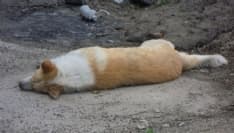 VALPERGA - Bocconcini avvelenati: un cane morto, un altro in fin di vita