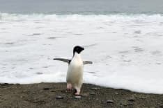 PET - Il lungo viaggio di Pingu