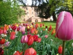 NATURA – È primavera, tempo di «Messer Tulipano»