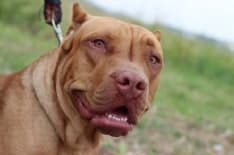 CALUSO - Pit bull azzanna all'improvviso una volontaria del canile