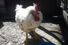 IVREA - Gallo vivo buttato in un bidone: lo salva un passante