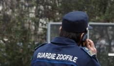 PONT - Cani e gatti tenuti in uno stato pietoso: proprietario multato