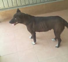 PARELLA - Cane ritrovato vicino alla pizzeria del paese