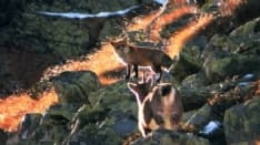 CANAVESE - Il film sul Parco del Gran Paradiso al Bristol Wildscreen Festival - VIDEO