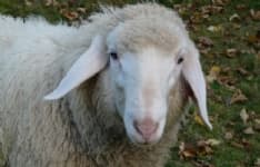 SAN BENIGNO - Pecore trovate morte in un campo: scatta l'allarme