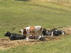 CANAVESE - Animali al pascolo in quota: autorizzati fino al 15 novembre