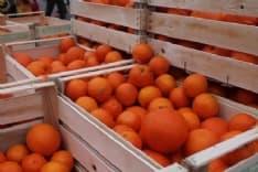 IVREA - La telecamera «abbattuta» dall'arancia - VIDEO