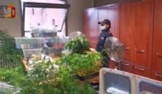 BOSCONERO - Maxi serra di marijuana in casa: 37enne arrestato dalla polizia. Recuperate 533 piante - VIDEO