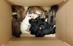 QUINCINETTO - Una taglia di 2000 euro sull'uomo che ha ucciso otto cuccioli