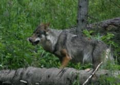 CANAVESE - Troppi lupi, la Regione torna a chiedere gli abbattimenti