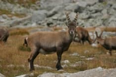 CERESOLE REALE - Una mostra per conoscere lo stambecco e imparare a proteggerlo