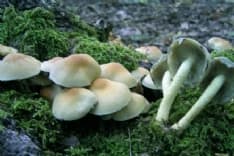 MANGIANO FUNGHI VELENOSI: INTERA FAMIGLIA SALVATA ALL'OSPEDALE DI CUORGNE'