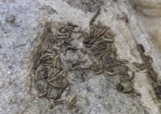 CASELLE - Invasione di millepiedi: campi agricoli distrutti - FOTO