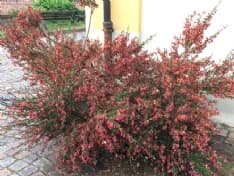 ROMANO CANAVESE - Il Comune denuncia gli atti di vandalismo all'ortensieto