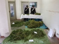 MEUGLIANO - Impiegata arrestata dai carabinieri: in casa con 14 chili di marijuana - FOTO e VIDEO