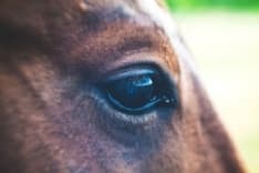 SAN CARLO CANAVESE - Contatti positivi tra animalisti e Comune per l'adozione del cavallo Remì