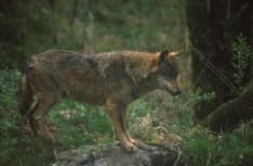 CANAVESE - Uomini e lupi, tra mito e realtà: una convivenza è possibile?