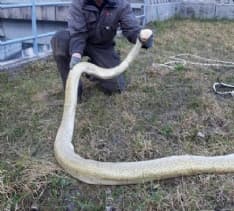 QUINCINETTO - Lanciano un pitone nelle acque della Dora: morto