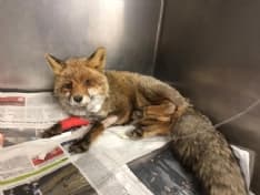 CUORGNE' - Su una volpe ferita a Priacco il primo intervento del progetto «Salviamoli insieme on the road» - FOTO