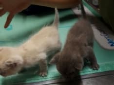 CASTELLAMONTE - Gattini buttati nei rifiuti: appello per trovare qualcuno che li adotti