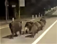IVREA - Cinghiali attraversano la strada a spasso tra le case. In Regione si discute su come «contenerli» - VIDEO
