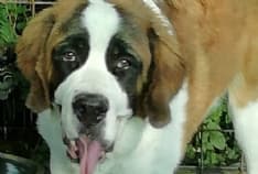 CARAVINO - Una taglia di 5000 euro per trovare chi ha ucciso Gaia