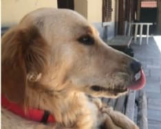 AGLIE' - I ladri assaltano una villetta ma vengono cacciati dal cane Gibbs