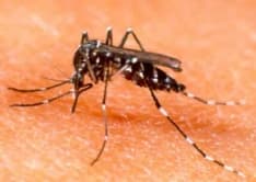 IVREA - Allarme zanzara tigre: partono i controlli nei giardini