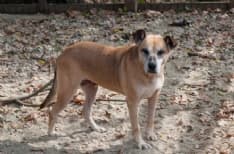 OGLIANICO - Il corso per Dog Sitter aiuta il rifugio «La Quercia Rossa»