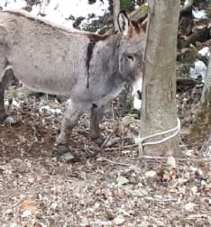 COLLERETTO CASTELNUOVO - Asini legati agli alberi in un bosco, senza cibo: salvati, ora rischiano di tornare al proprietario