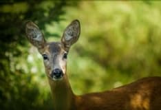 CASTELLAMONTE - La triste storia del capriolo investito sulla provinciale per Filia