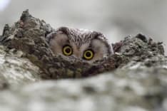 PARCO GRAN PARADISO - «Fotografare il Parco»: ecco i vincitori del concorso - GUARDA LE FOTO