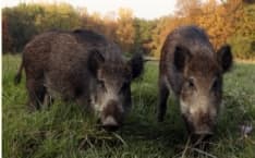 CANAVESE - Danni provocati dai cinghiali: Coldiretti sostiene la caccia