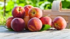 MAGLIONE - Rimandata la sagra delle pesche a causa delle gelate e della grandine