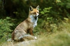 GRAN PARADISO - Ecco la Top Ten degli animali da vedere nel Parco più antico d'Italia