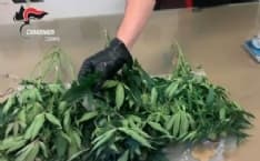 BOSCONERO - Piantagione di marijuana scoperta dai carabinieri: un arresto e due denunce - VIDEO