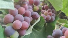 CANAVESE - Vendemmia salva ma la siccità ha colpito anche le vigne: allarme di Coldiretti