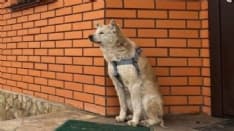 PET – Reeny, la triste storia dell’Hachiko ucraino