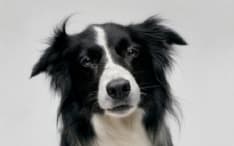 IVREA - Spara a un cane nel giardino di casa: è caccia all'idiota