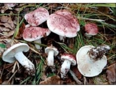 CANAVESE - Attenti ai funghi: l'Asl apre il centro micologico