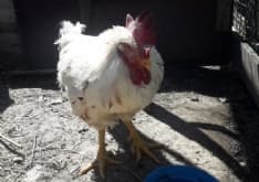 IVREA - E' morto il gallo abbandonato in un bidone dei rifiuti