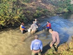 CHIVASSO - Salvati i pesci che stavano morendo soffocati nel torrente Orchetto