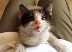 CASTELLAMONTE - Gattina abbandonata in mezzo alla strada: salva per miracolo