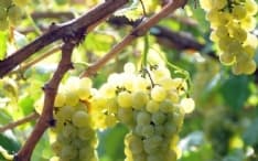 CANAVESE - Vendemmia 2018 da quattro stelle per l'Erbaluce: forse la migliore tra le vendemmie dal 2000