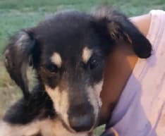 BOSCONERO - Cagnolino finisce in un tombino: salvato dai vigili del fuoco